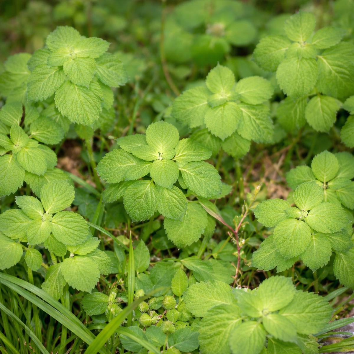 Achyrospermum aethiopicum SEEDS