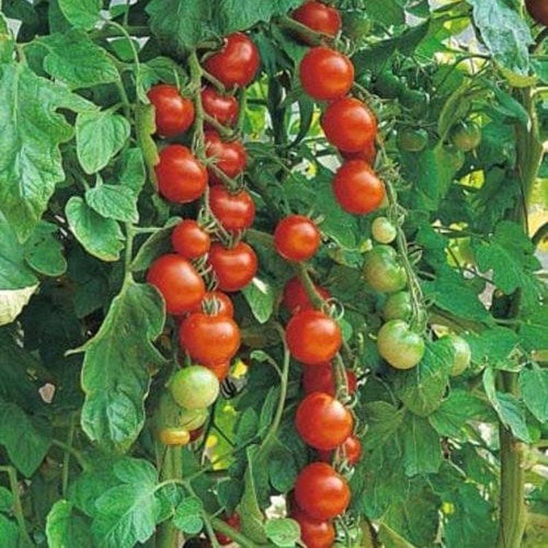 Tomato Sweetie - Burpee Canada