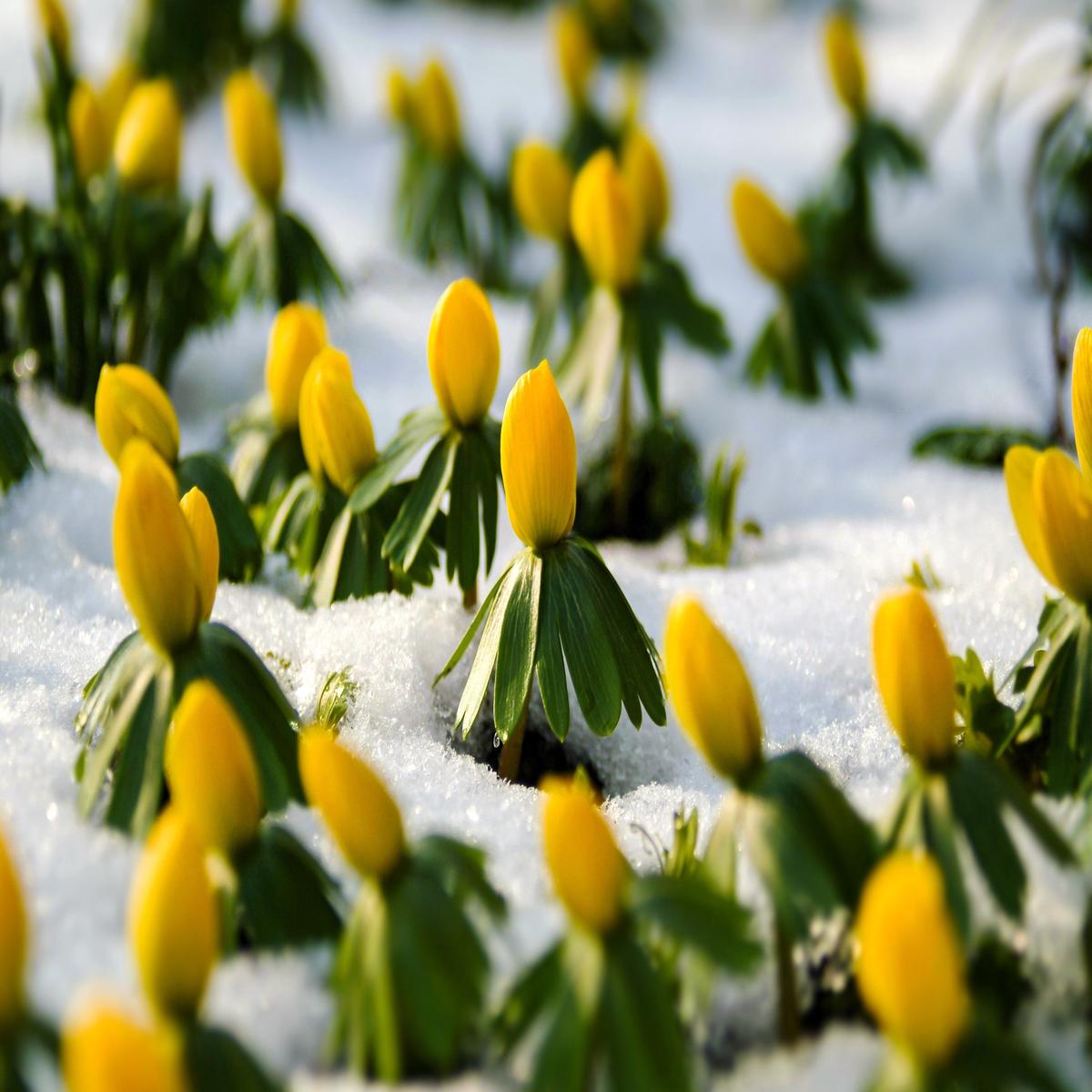 10 WINTER ACONITE Eranthis Hyemalis Yellow Sun Shade Flower Seeds