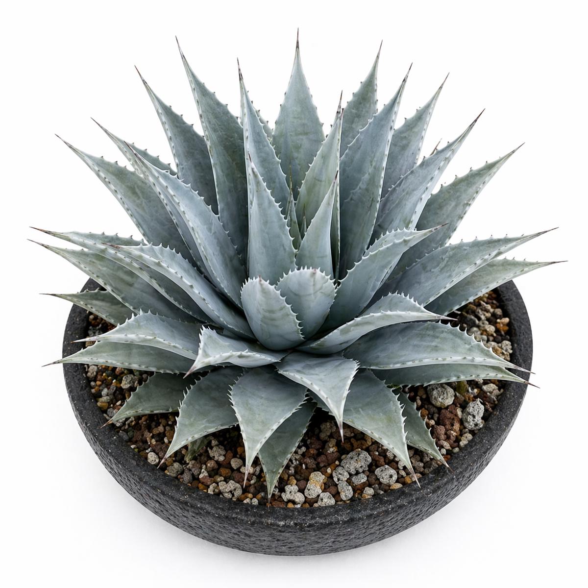 Agave deserti var. simplex SEEDS