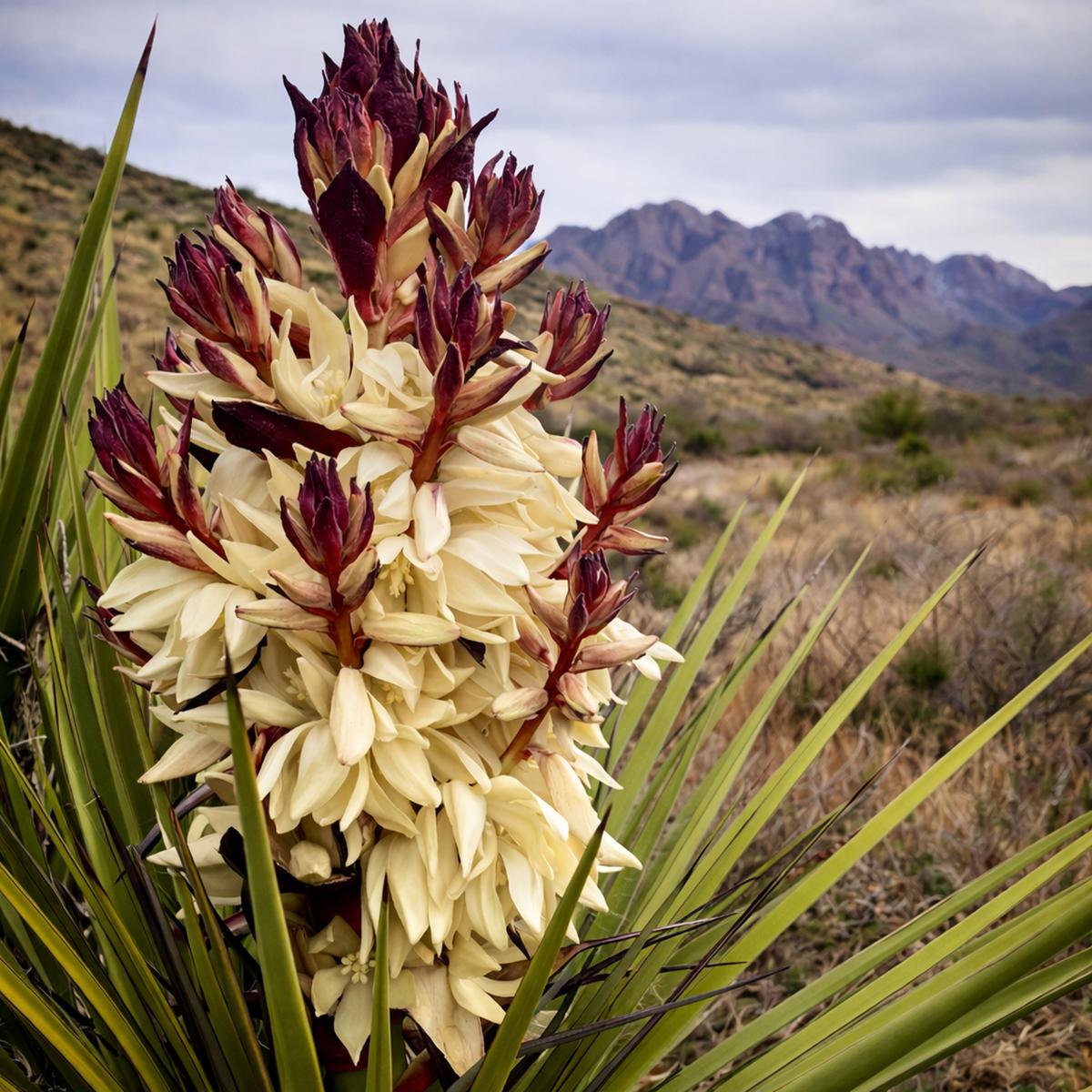 Yucca torreyi SEEDS