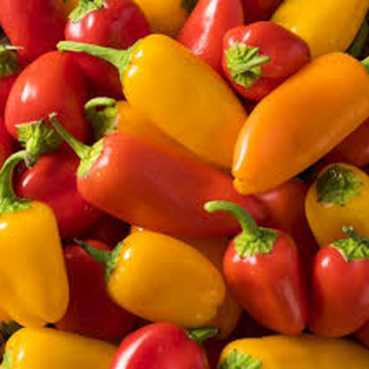 25 Santa Fe Grande Pepper Seeds Capsicum annuum Heirloom, Mildly Spicy, High-Yielding, Great for Salsas & Pickling, Non-GMO