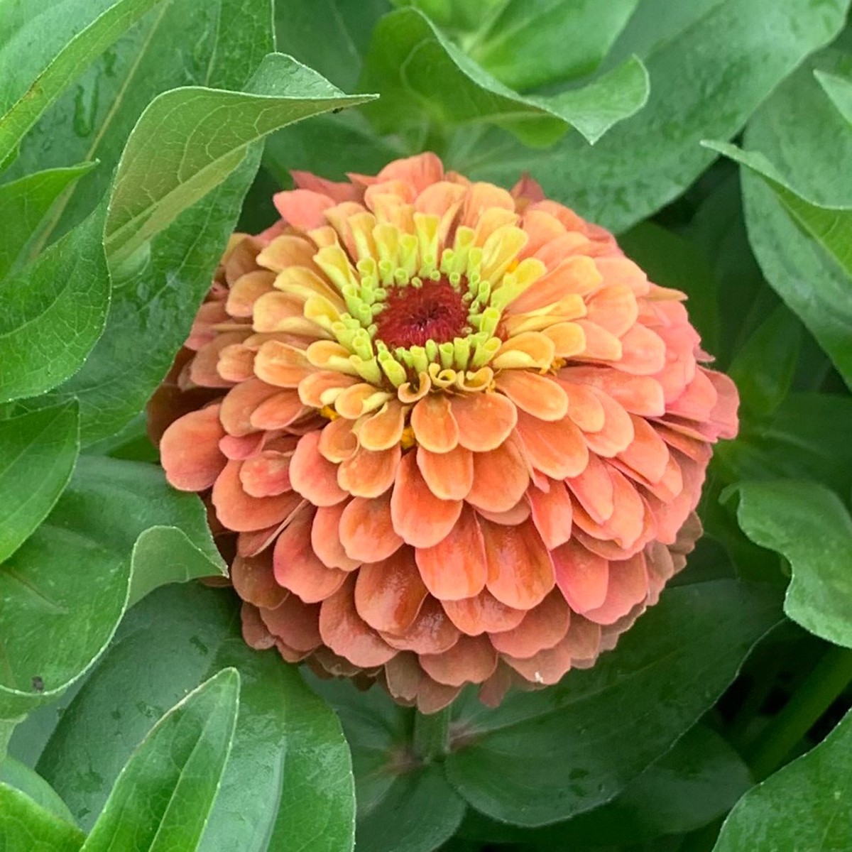 Zinnia Queen Lime Orange