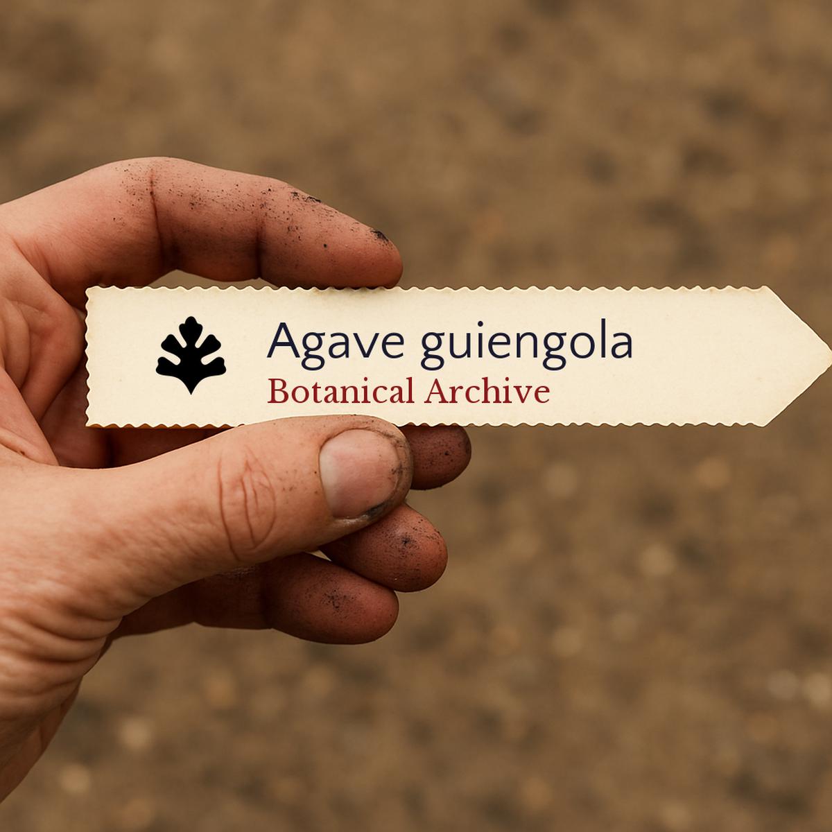 Agave guiengola SEEDS