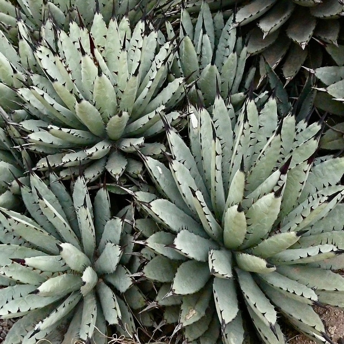 Agave macroacantha SEEDS