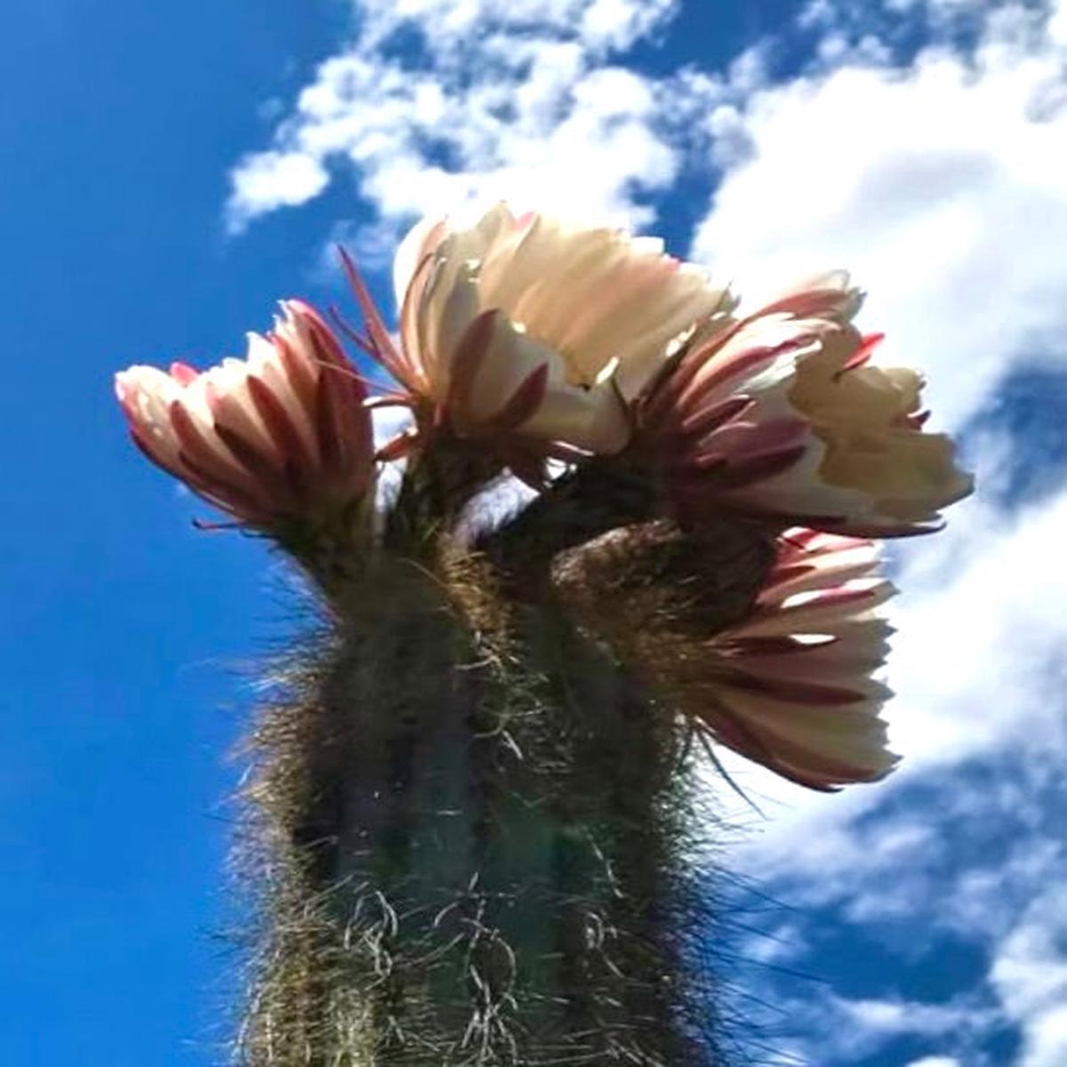 Trichocereus werdermannianus SEEDS