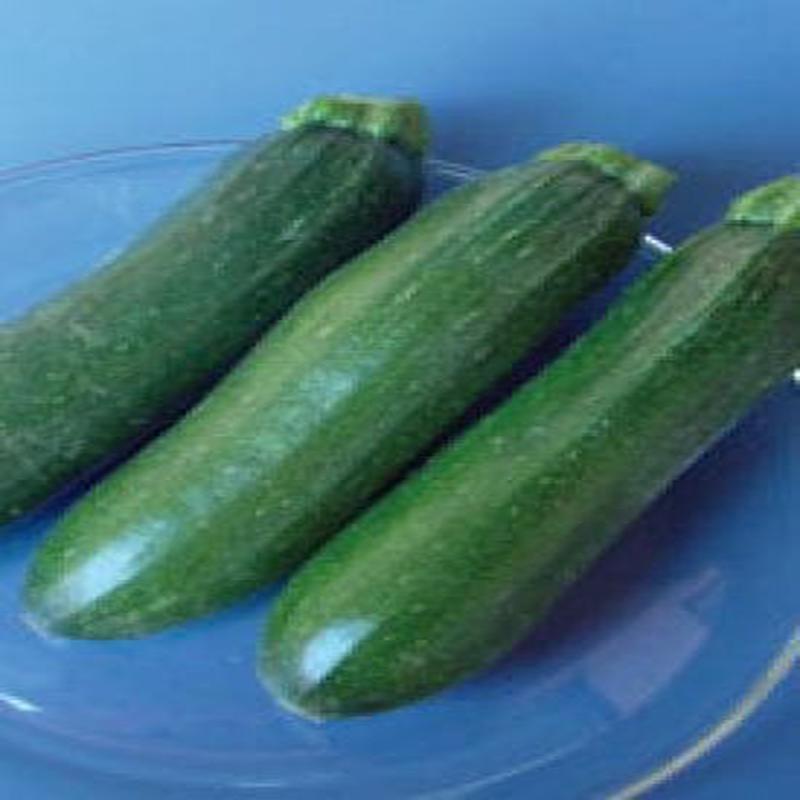 Zucchini Dark Green - Aimer's Organic Seeds