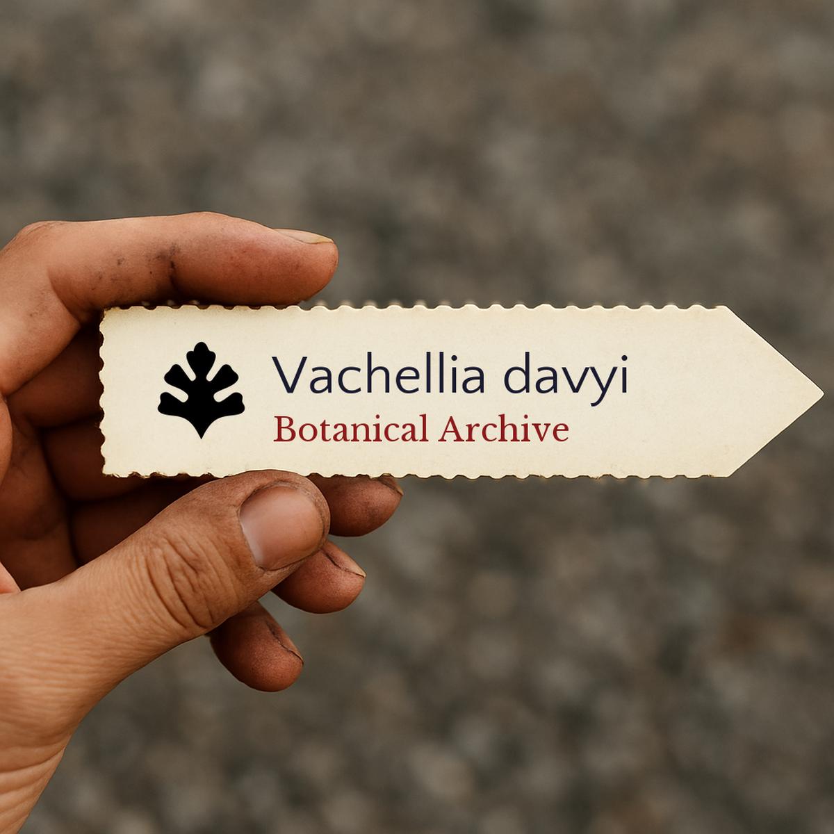 Vachellia davyi SEEDS