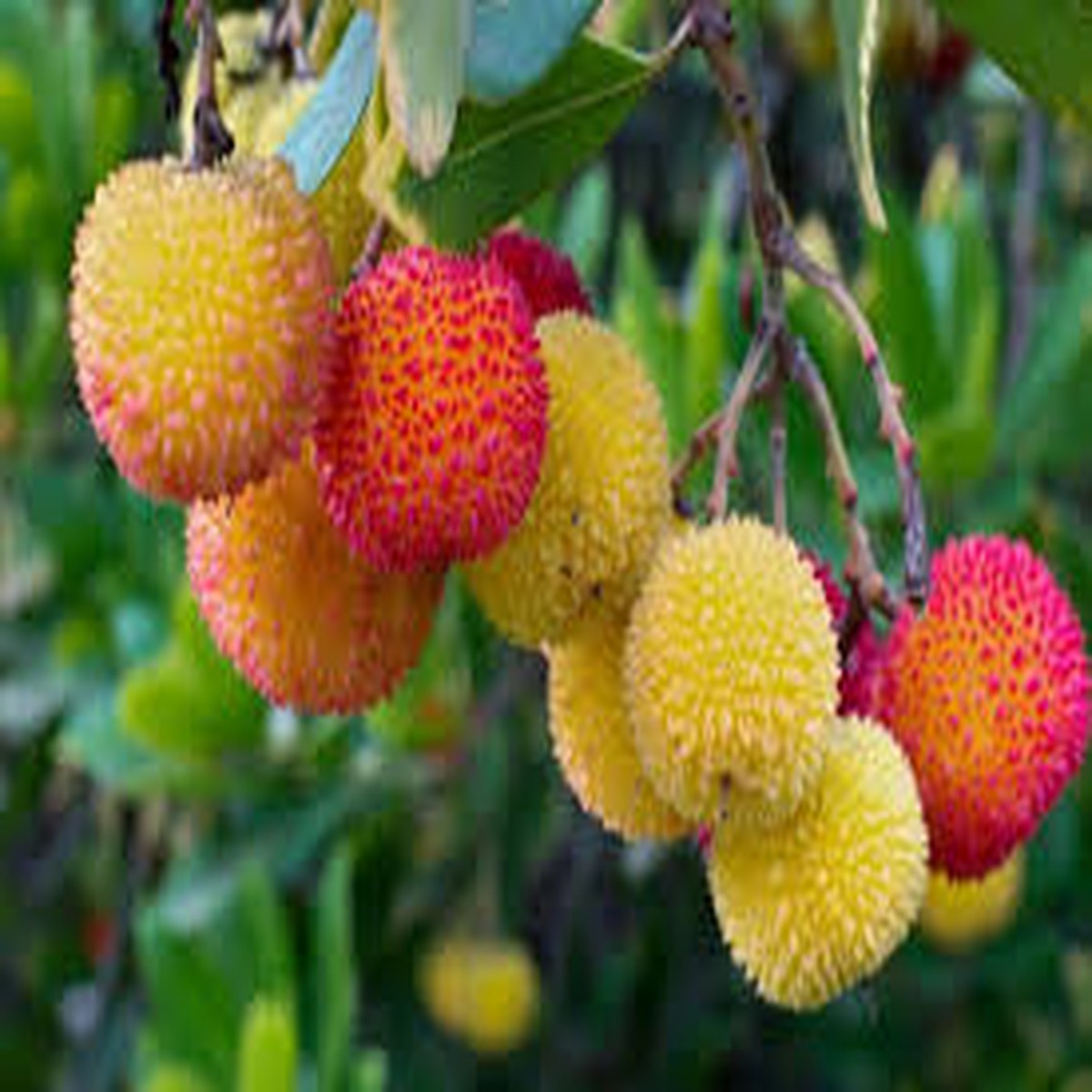 10 Strawberry Tree Seeds (Arbutus unedo) Edible Red Berries, Four-Season Evergreen, USDA Zones 8-11, Compact Ornamental Shrub
