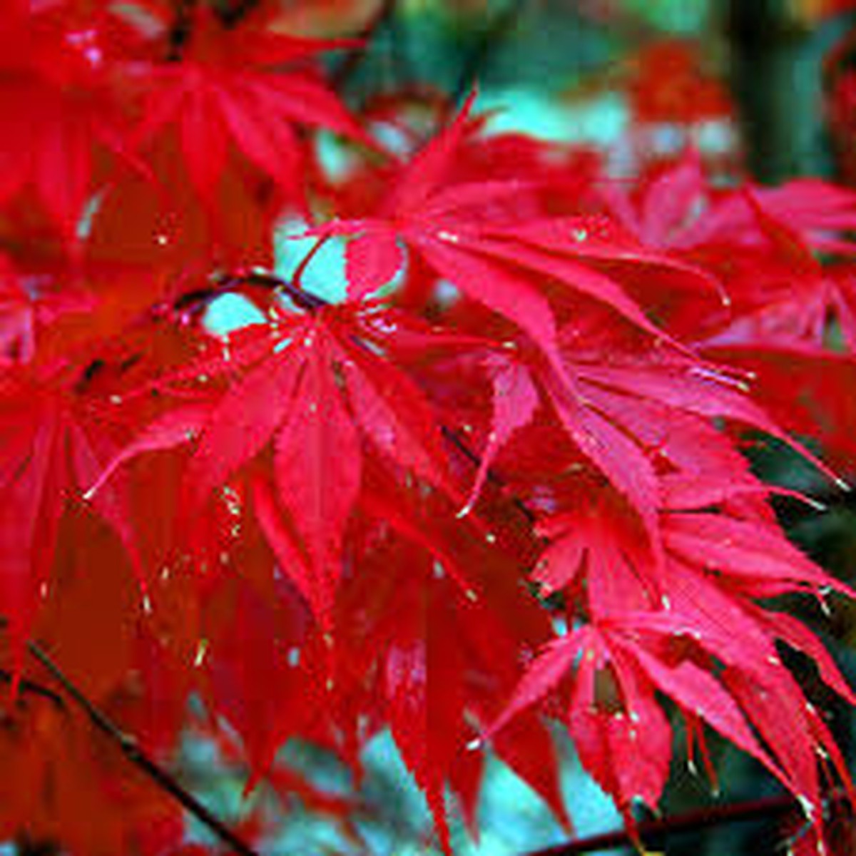 10 Red Japanese Maple Tree Seeds (Acer palmatum) 20' Tall, Cold Hardy Bonsai Tree