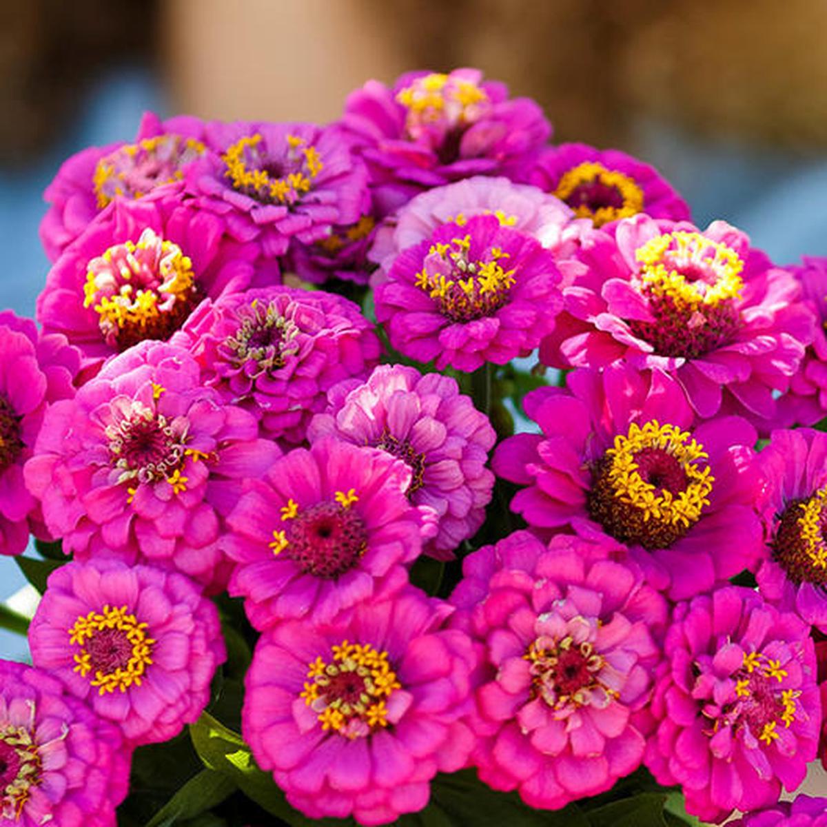 Violet Pumila Zinnia