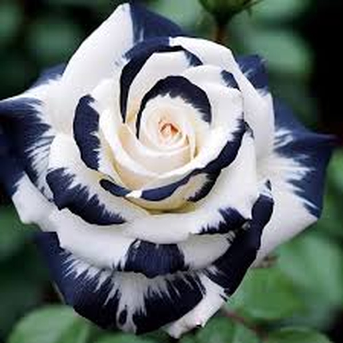 20pcs Rare Black & White Rose Seeds Unique Two-Tone Blooms, Elegant Garden Flower, Easy to Grow, Perennial Beauty