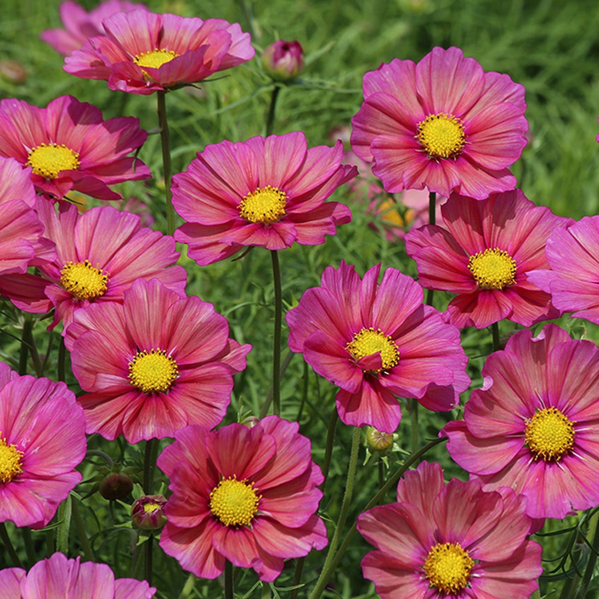 Xsenia Cosmos Seeds