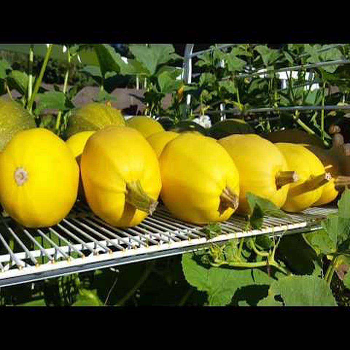 Yellow Spaghetti Vegetable Seeds Planting