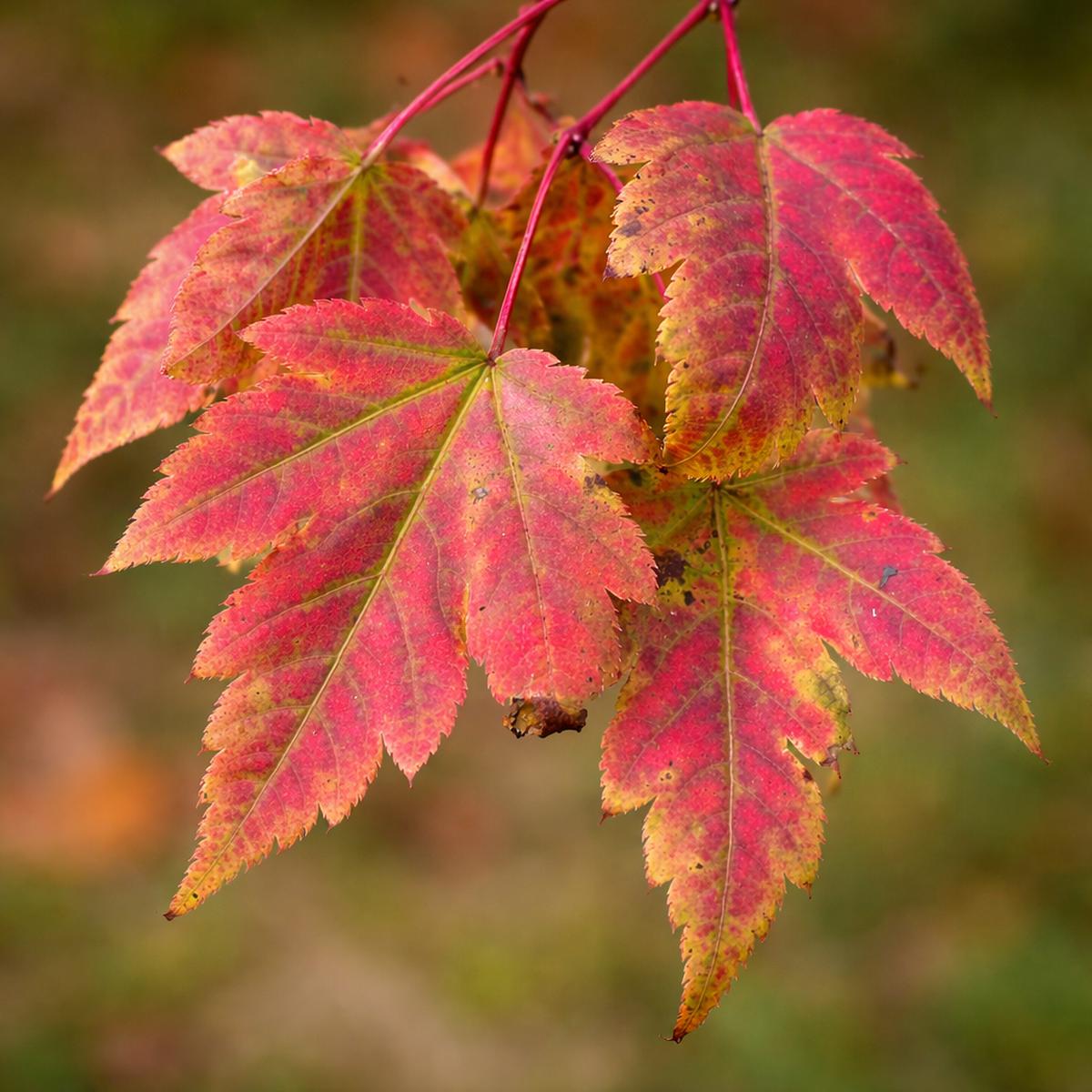 Acer tschonoskii SEEDS