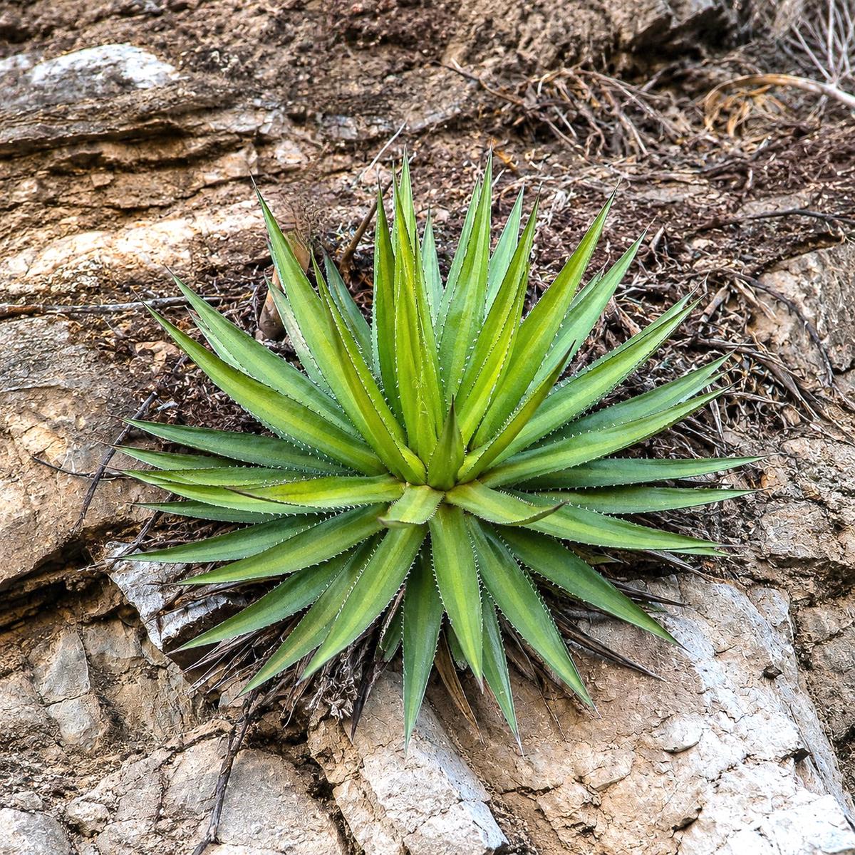 Agave angustiarum SEEDS