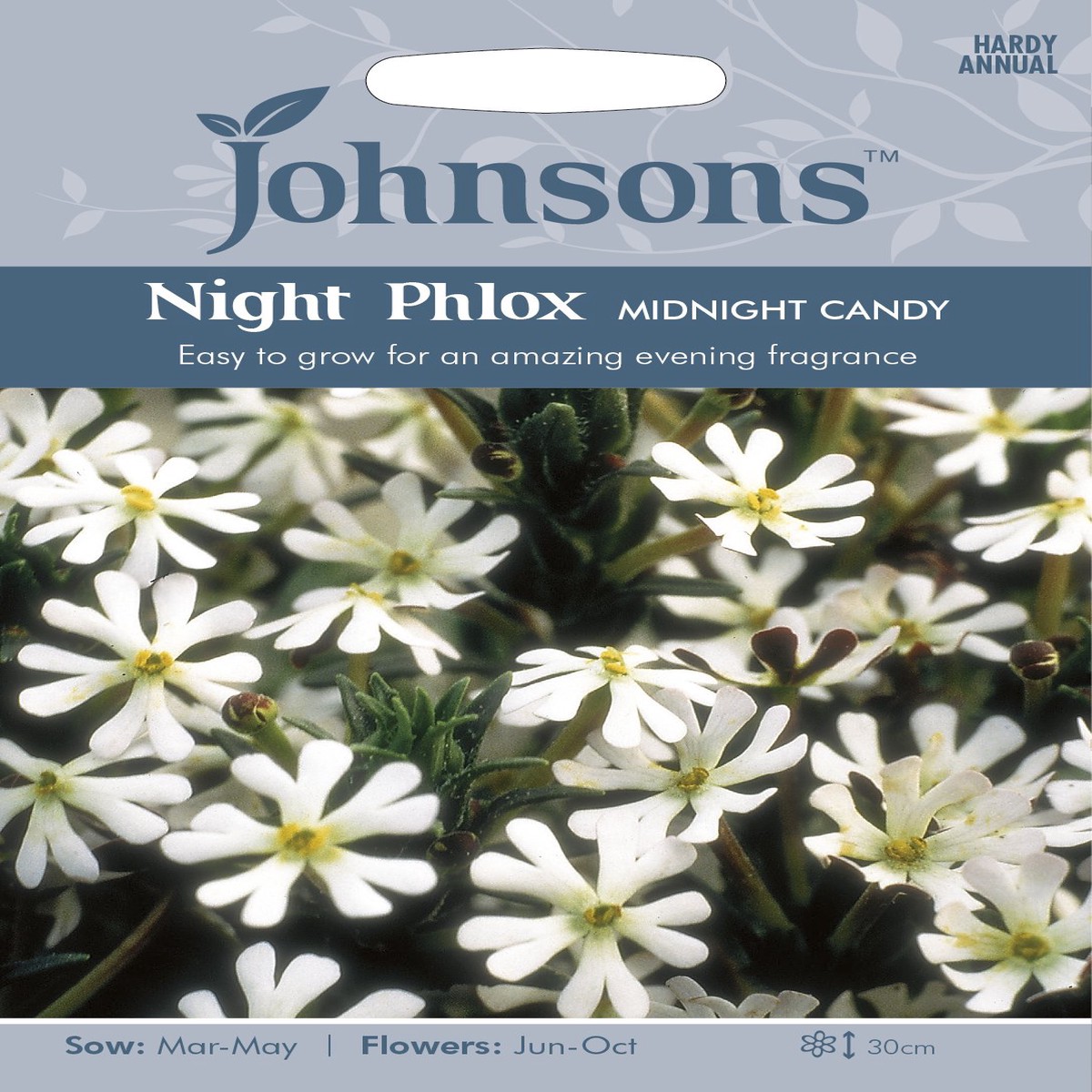 NIGHT PHLOX Midnight Candy **
