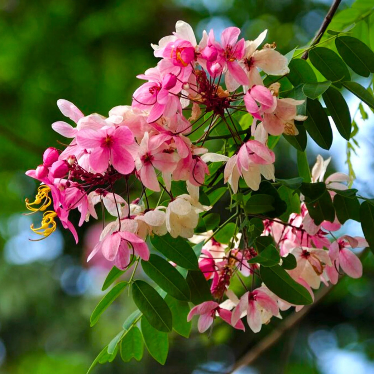 White Pink Cassia Javanica Seeds for Planting