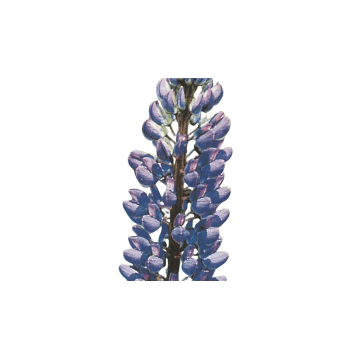 Wild Lupin Seeds (Lupinus perennis) | OSC Seeds