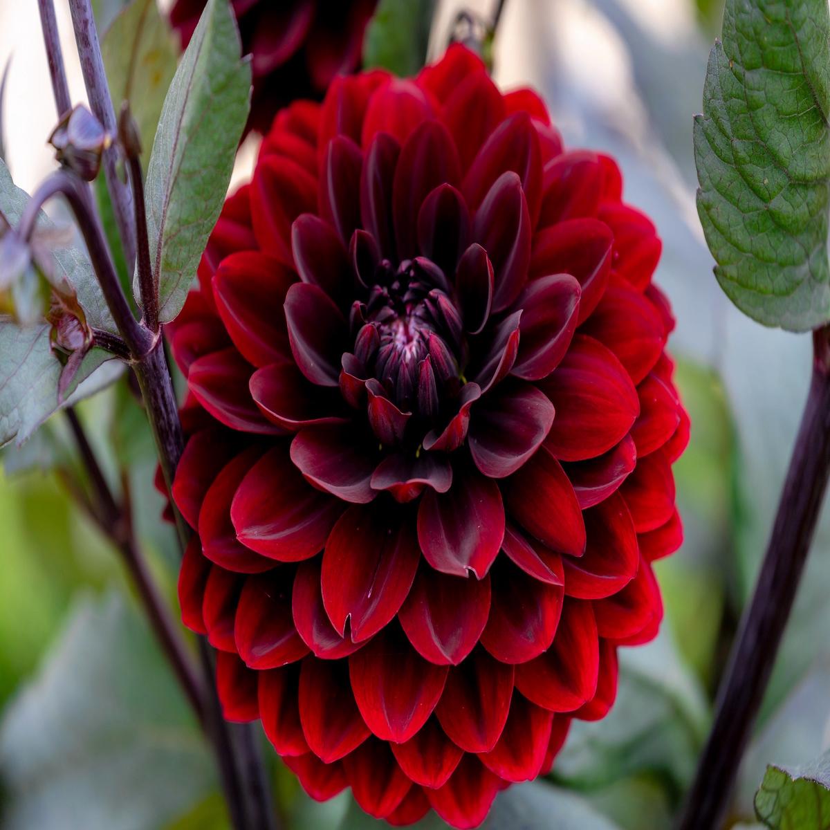 20 Dwarf Mixed Colors REDSKIN DAHLIA Variabilis Red Skin Mix Bicolor Flower Seeds