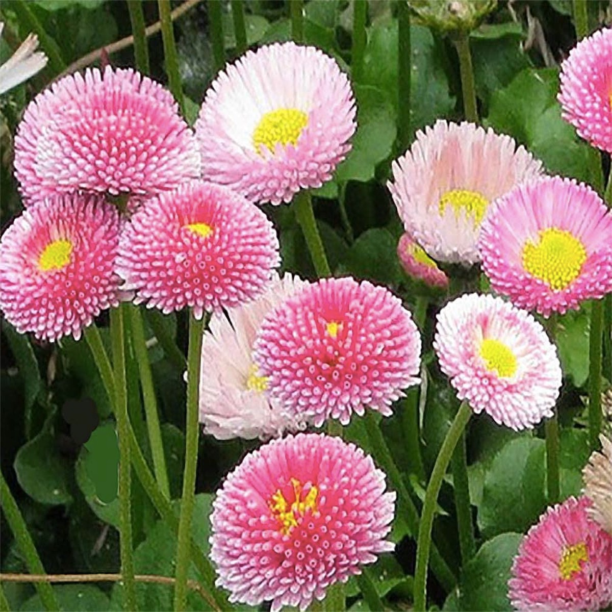 200+ Pink English Daisy Seeds Rosy Button-Like Blooms for Garden Planting, Charming Perennials for Borders & Containers USA