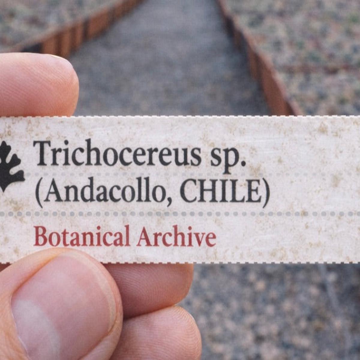 Trichocereus sp. (Andacollo, CHILE) SEEDS