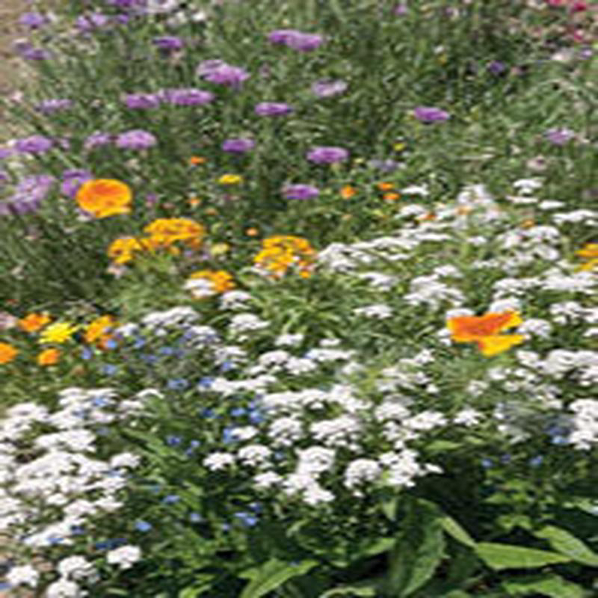 Wildflower Low Growing Mix 8211 Ontario Seed Company