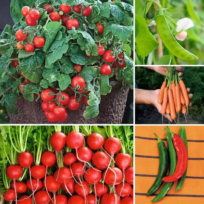 Ultimate Park Seed Container Seed Collection