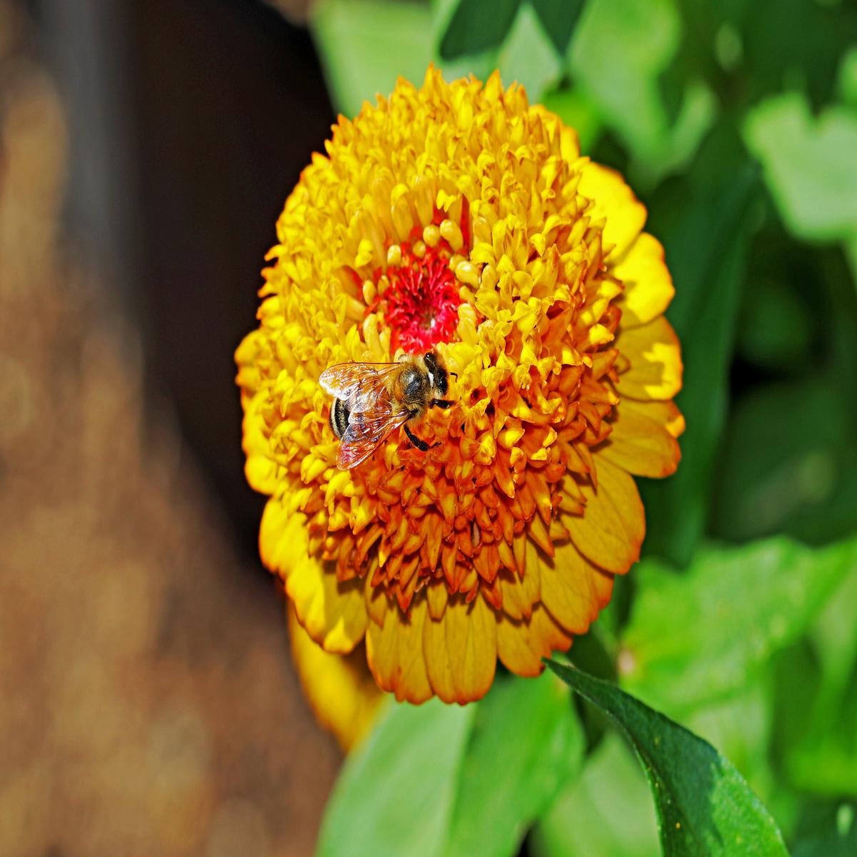100 Mixed Colors SCABIOSA ZINNIA Elegans Red, Pink, Purple, Yellow, White, & Orange Flower Seeds