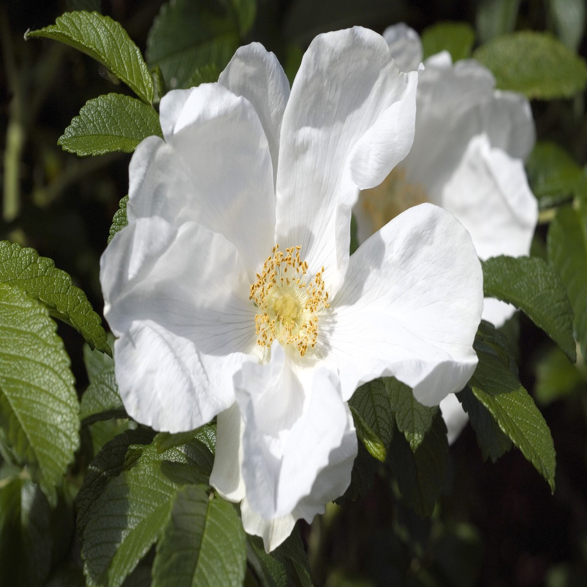 10 WHITE JAPANESE ROSE Rosa Rugosa Alba Bush Rugosa Rose Flower Seeds