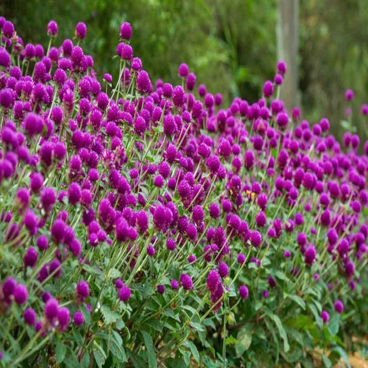 100 Purple Globe Amaranth Flower Seeds