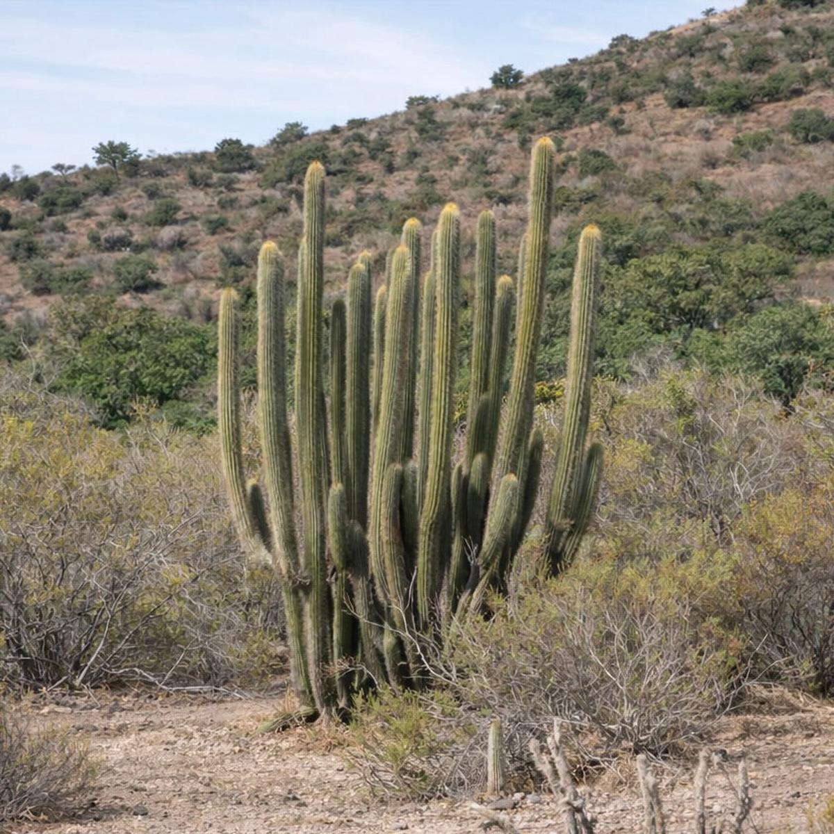 Trichocereus leucostele SEEDS