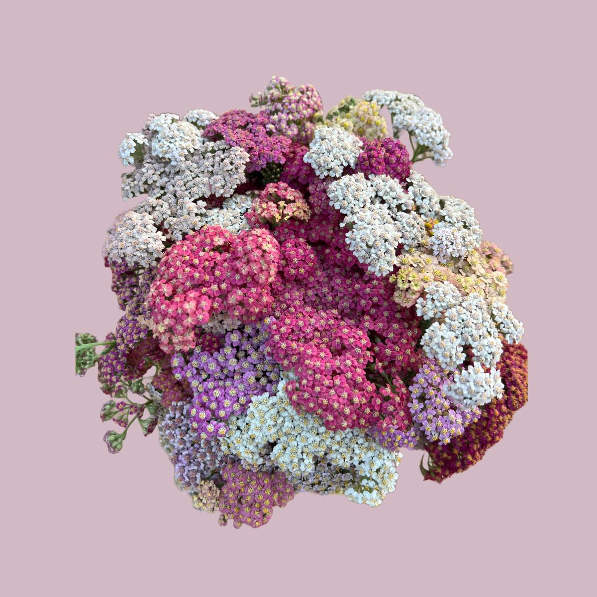 Yarrow 'Summer Pastels'