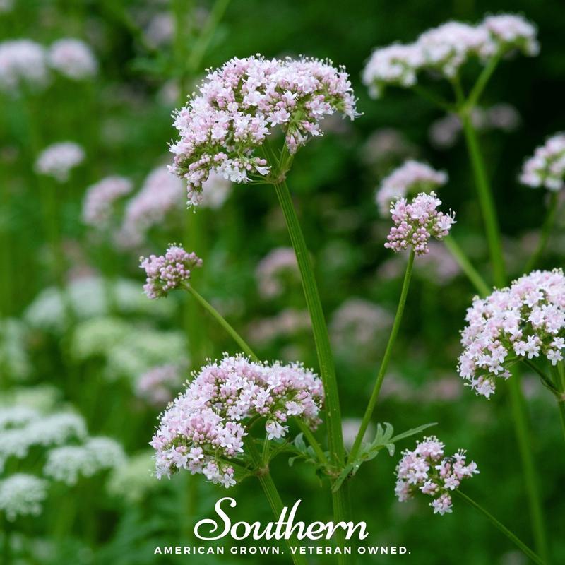 Valerian  100 Seeds