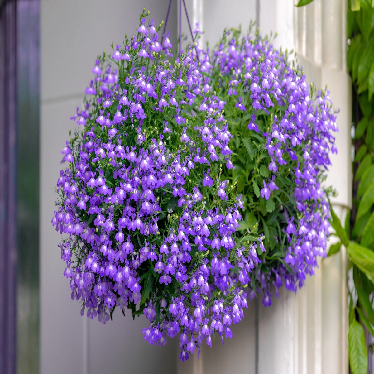 200 LILAC Purple LOBELIA REGATTA Lobelia Erinus Flower Seeds