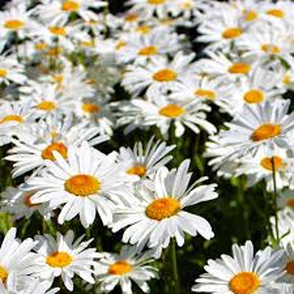 2000 Seeds Daisy Shasta, Leucanthemum Superbum, Classic Perennial White Flowers