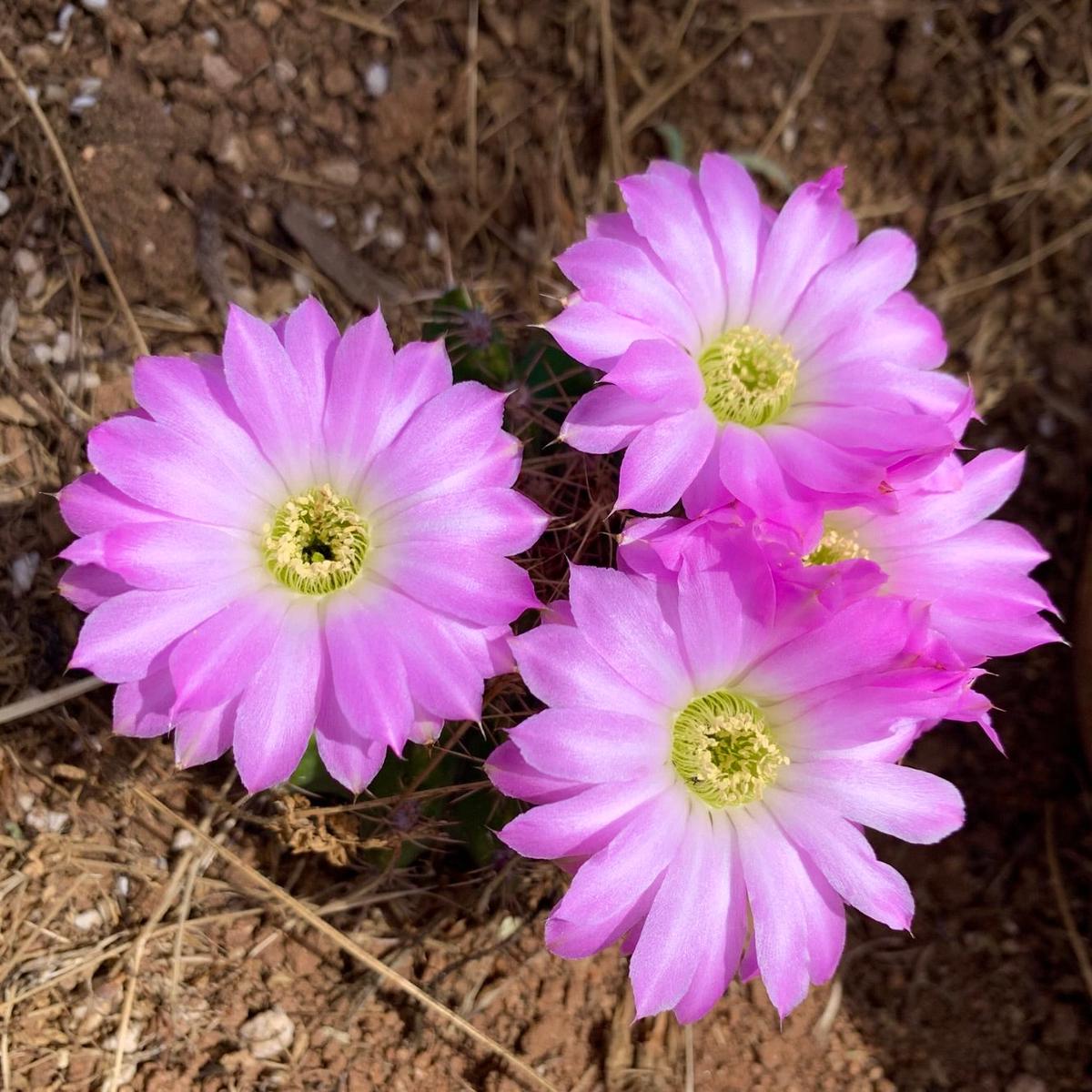 Acanthocalycium spiniflorum B015 SEEDS