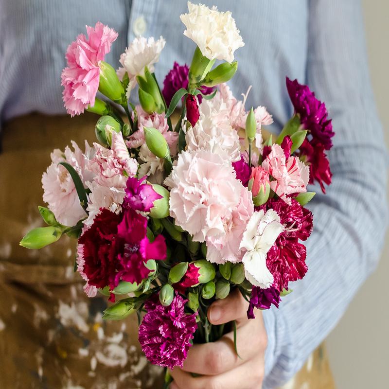 100 Enfant de Nice Mix French Carnation Seeds