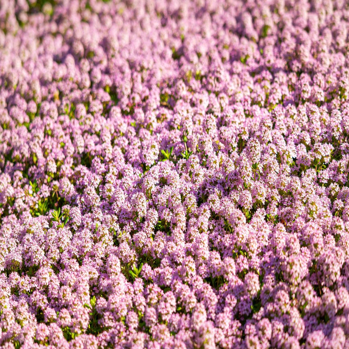 1000 Pink ALYSSUM ROSIE O DAY Lobularia Maritima Flower Seeds