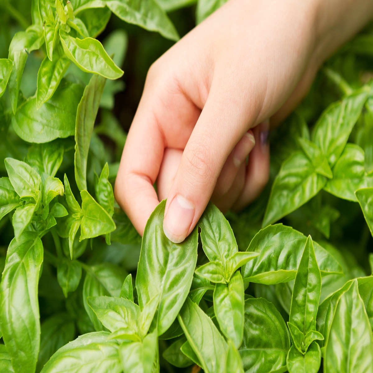 200 MOZZARELLA BASIL Sweet Italian Heirloom Ocimum Basilicum Herb Flower Seeds