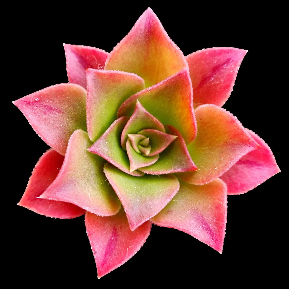 Aeonium webbii SEEDS