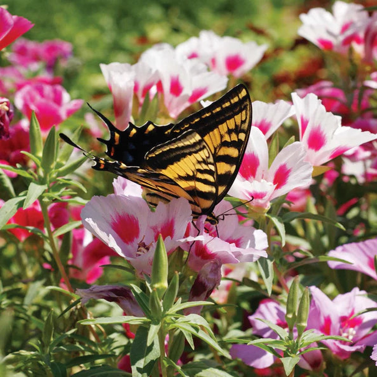Wildflowers - Butterfly Blend - Sprinkle Bag