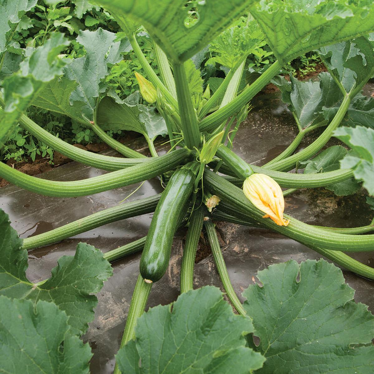 Zucchini, Green Machine (F1)
