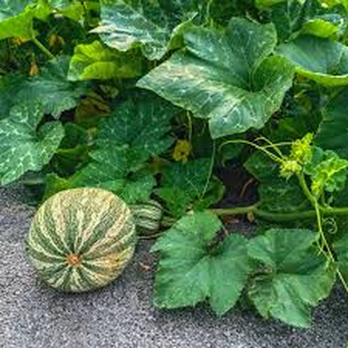 20 Seeds Cushaw Green Striped Pumpkin (Cucurbita argyrosperma) Heirloom Winter Squash with Sweet Flavor