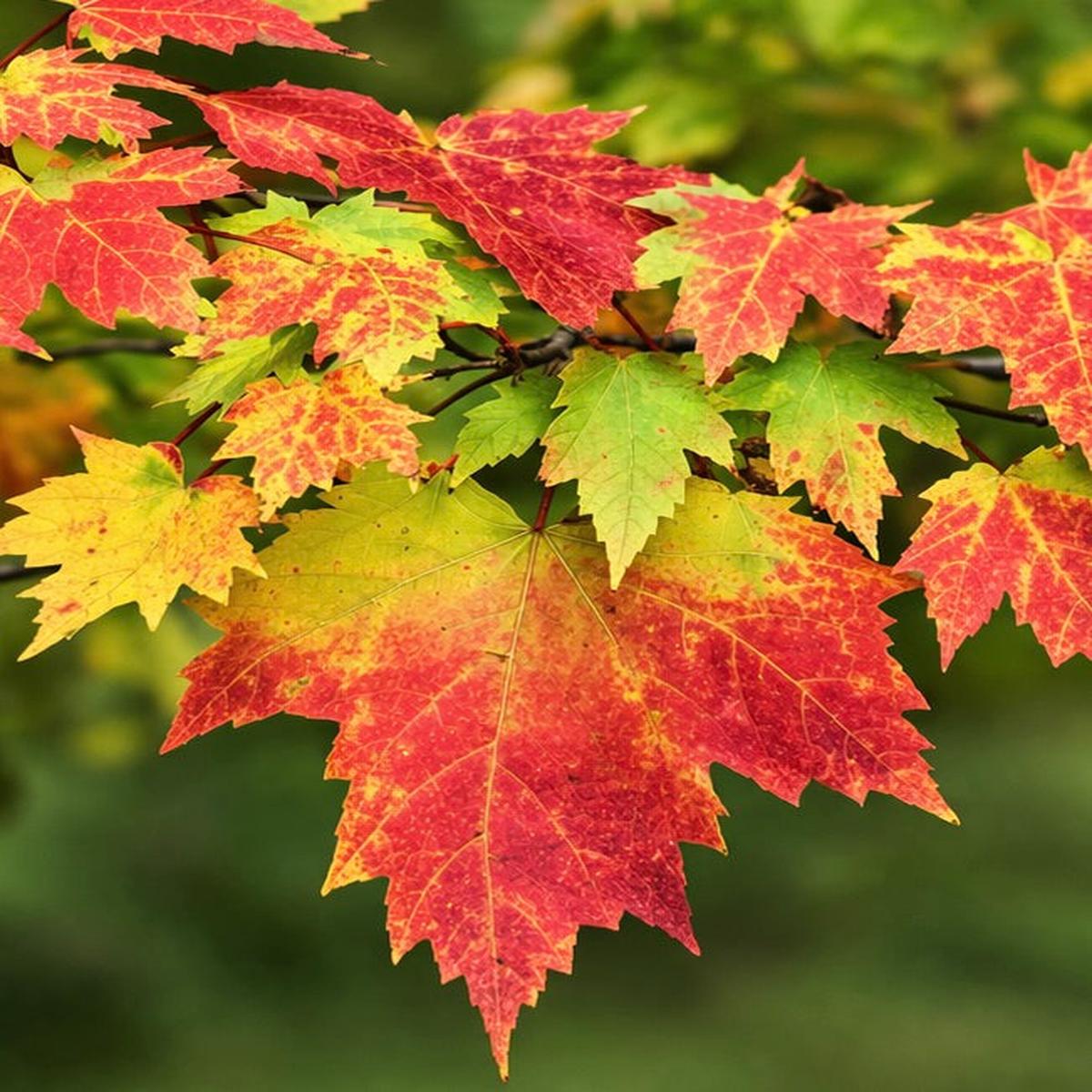 Acer saccharum SEEDS