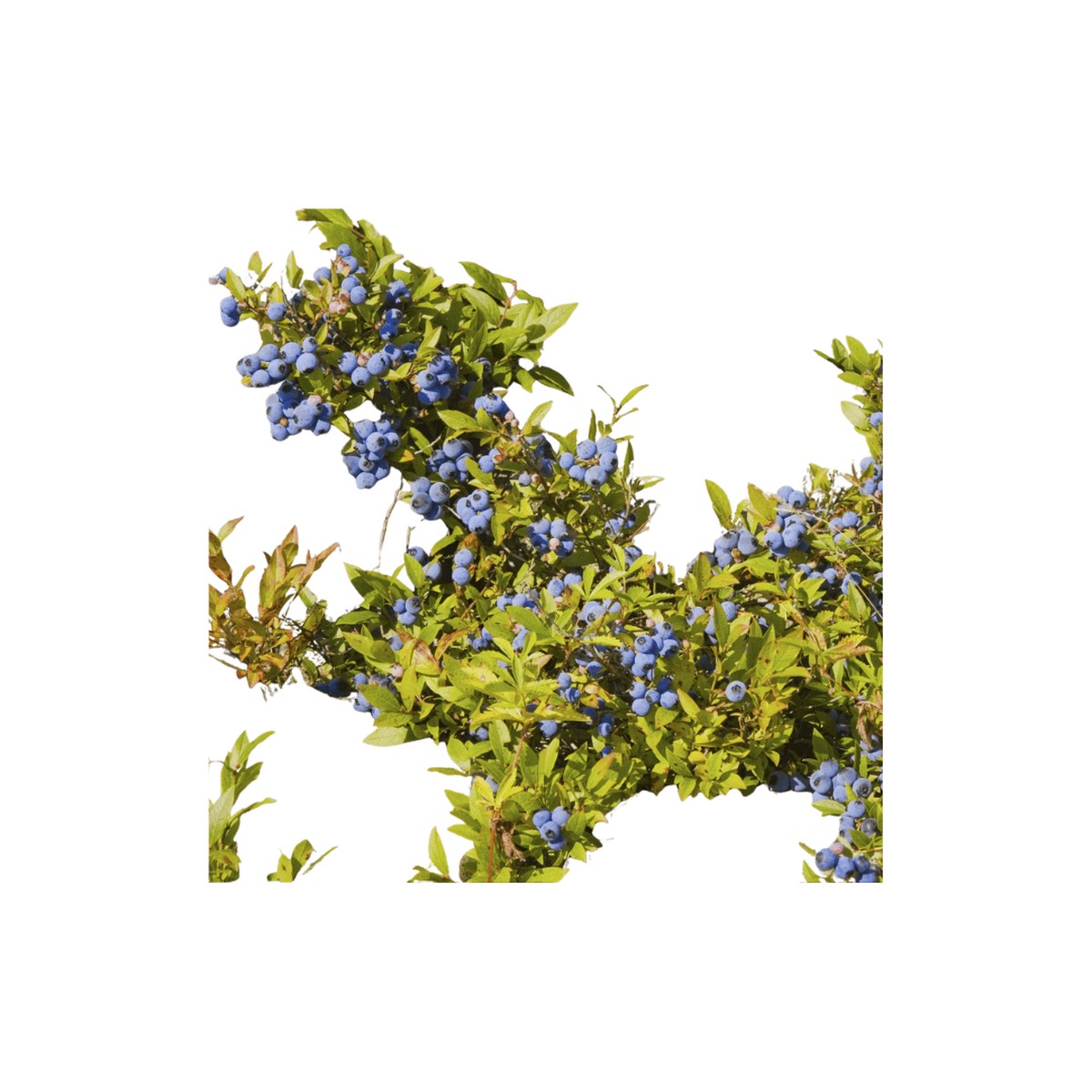Wild Lowbush Blueberry Seeds | Northern Wildflowers