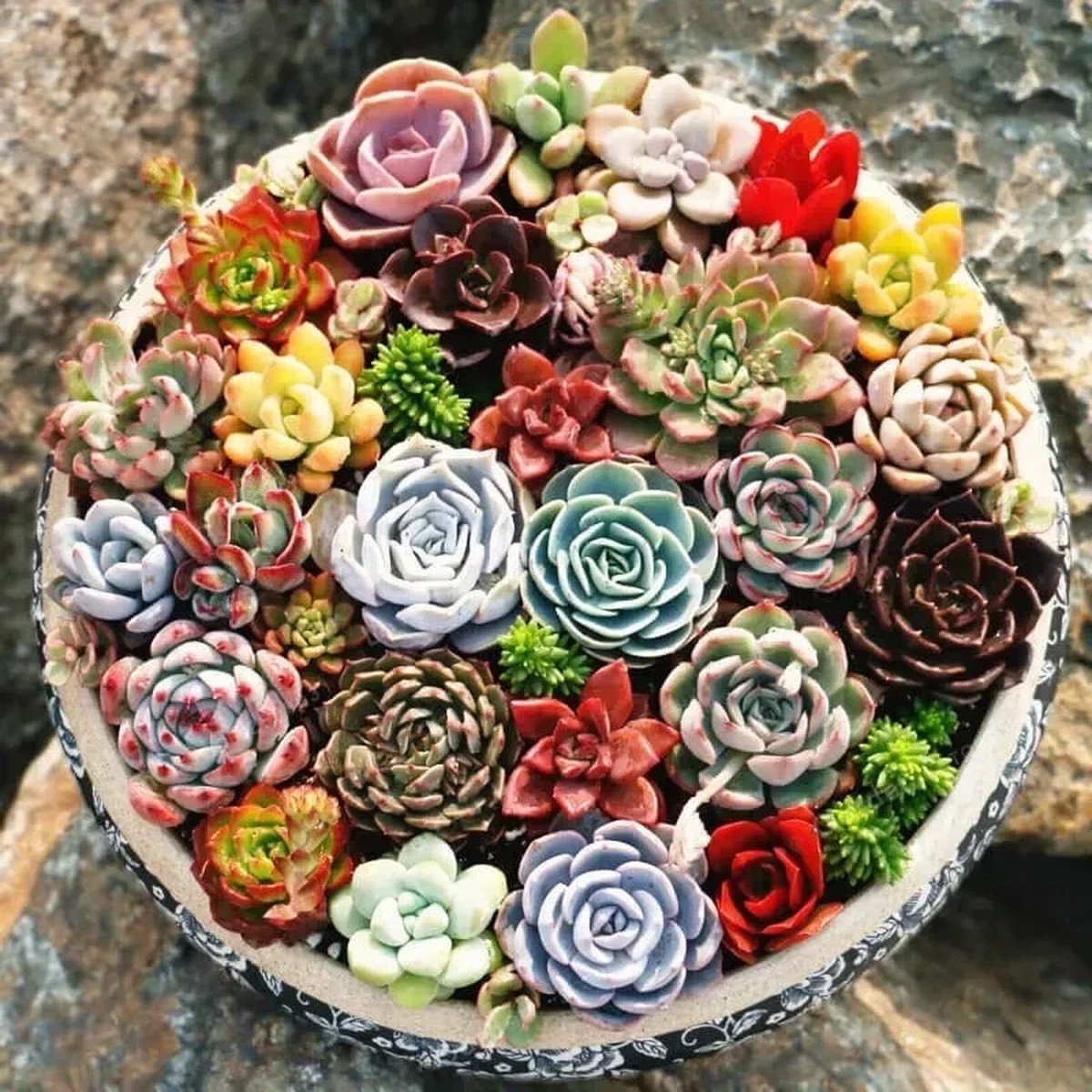 200 Mixed Succulent Seeds - Vibrant & Beautiful Collection for Indoor Gardening