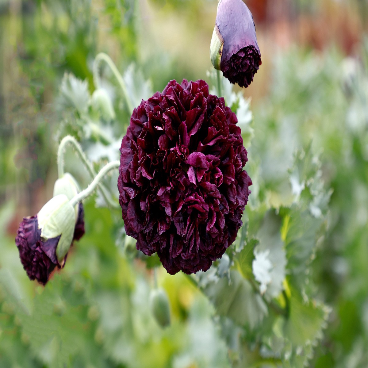 250 BLACK PEONY POPPY Papaver Peoniflorum Flower Seeds