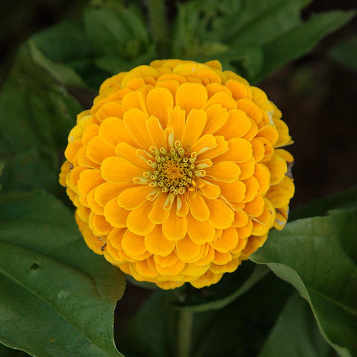 Zinnia, Golden Yellow (Certified Organic Seeds)
