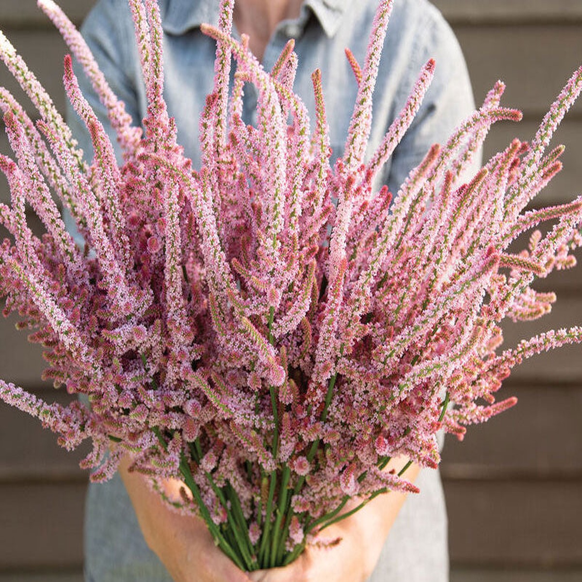 100 Suworowii Sea Lavender Statice Flower Seeds